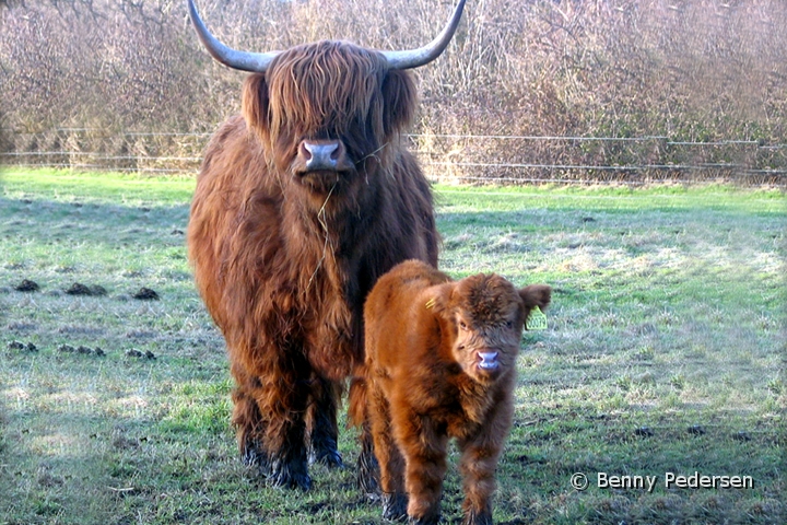 Skotsk Hojlandskvag 2.jpg - Skotsk Højlandskvæg (Highland Cattle)